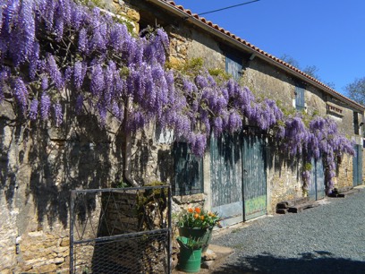 Wisteria growing at le Gite Tranquille