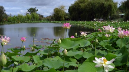 Lotus Lake at the Court d Aran Gardens