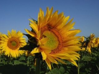 Sunflowers f the Vendee