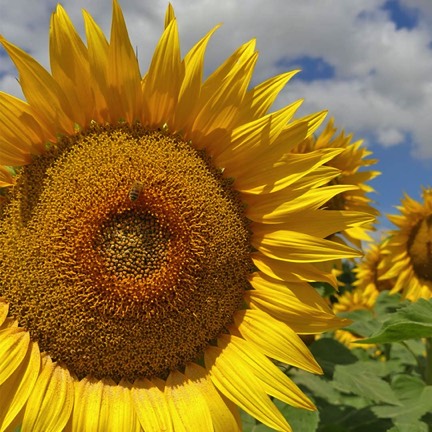 sunflower in the Vendee
