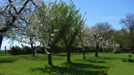 The Cherry Orchard in Spring